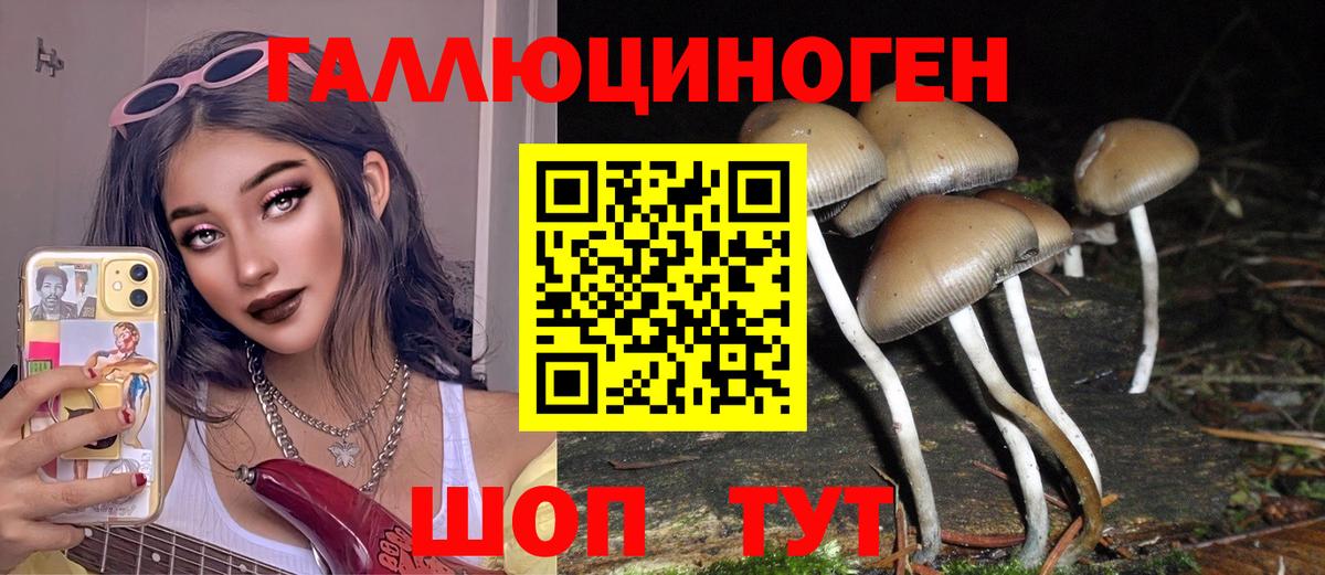 Галлюциногенные грибы Psilocybine cubensis Вязники